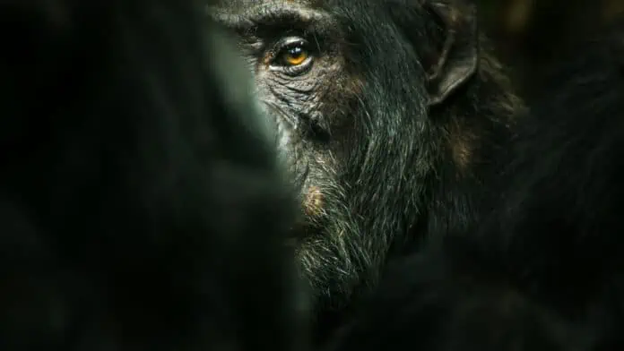 l'empire des chimpanzés netflix